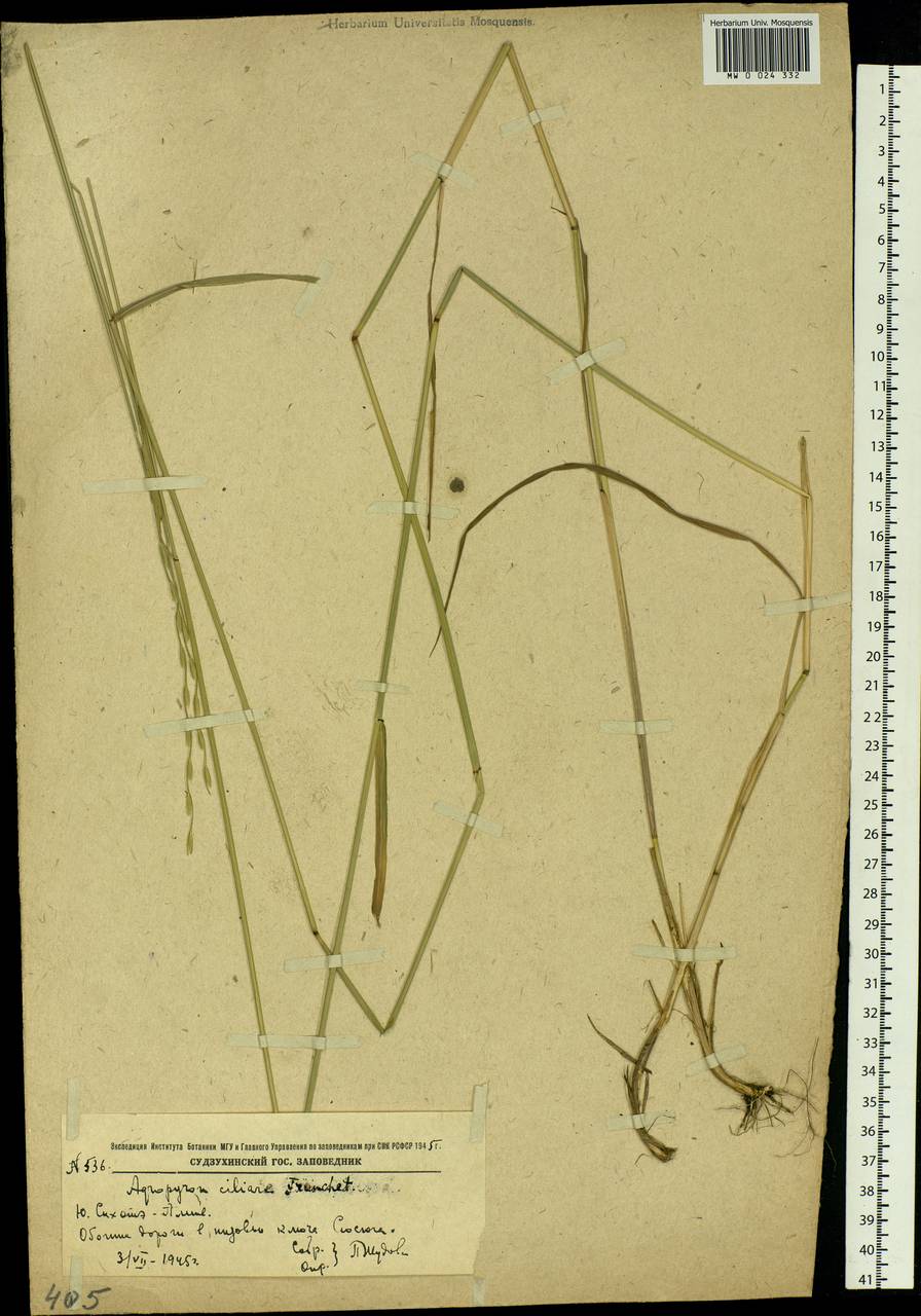 Elymus ciliaris (Trin.) Tzvelev, Siberia, Russian Far East (S6) (Russia)