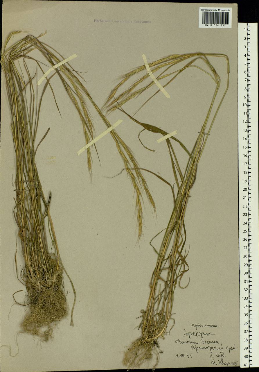 Elymus caninus (L.) L., Siberia, Russian Far East (S6) (Russia)