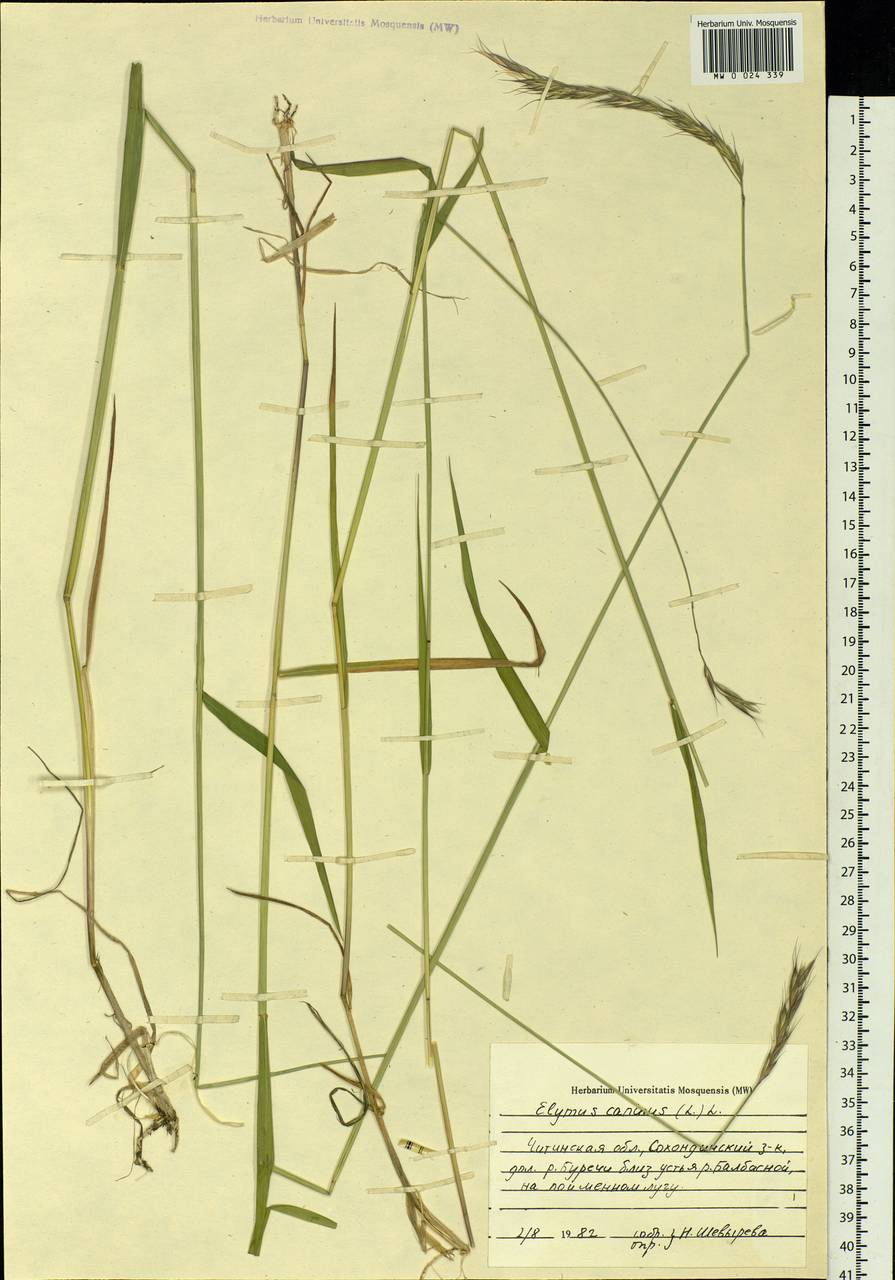 Elymus caninus (L.) L., Siberia, Baikal & Transbaikal region (S4) (Russia)