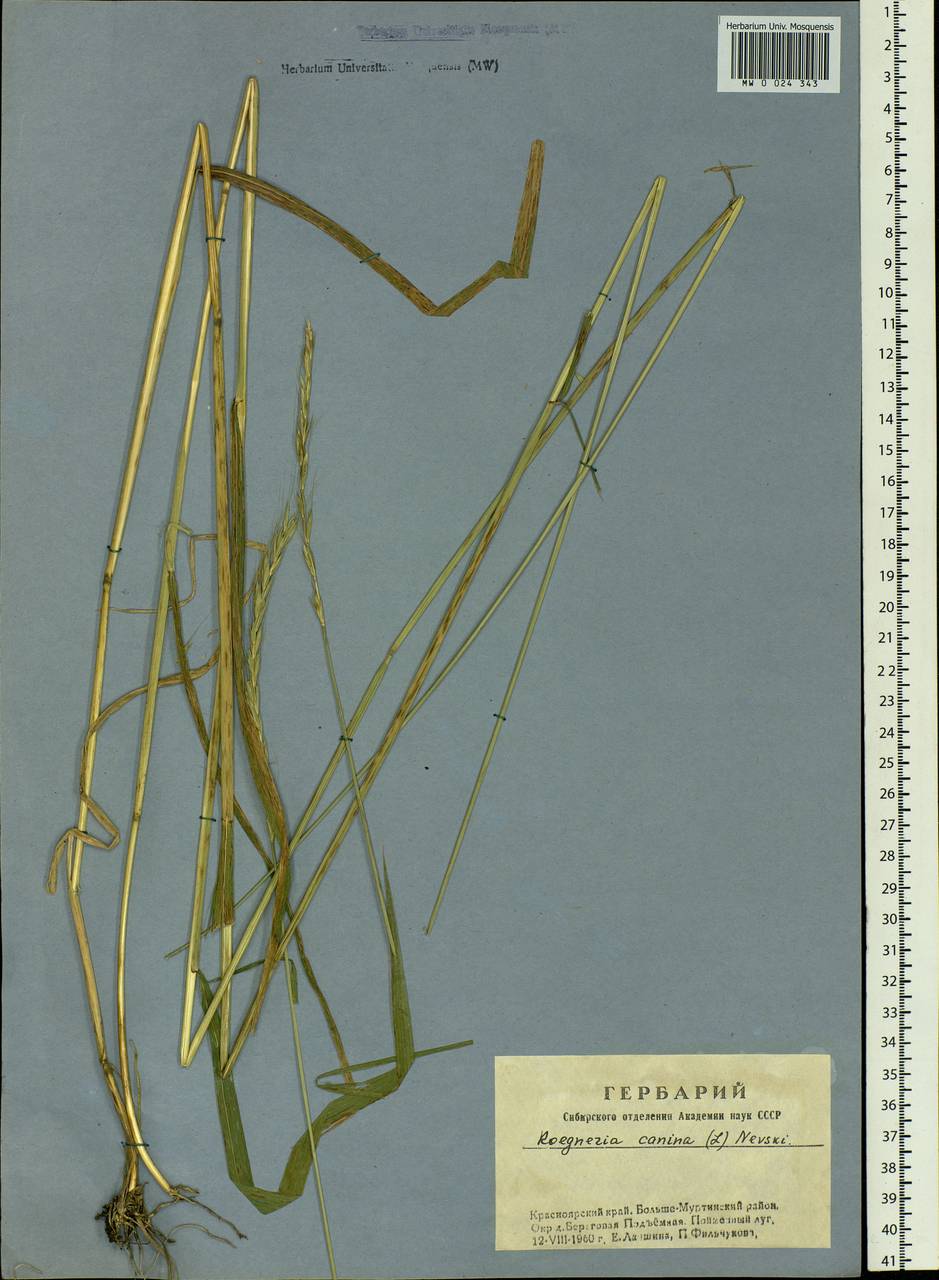 Elymus caninus (L.) L., Siberia, Central Siberia (S3) (Russia)