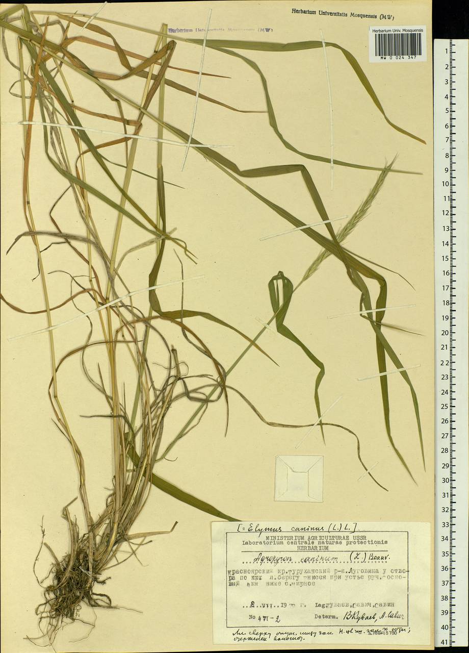 Elymus caninus (L.) L., Siberia, Central Siberia (S3) (Russia)
