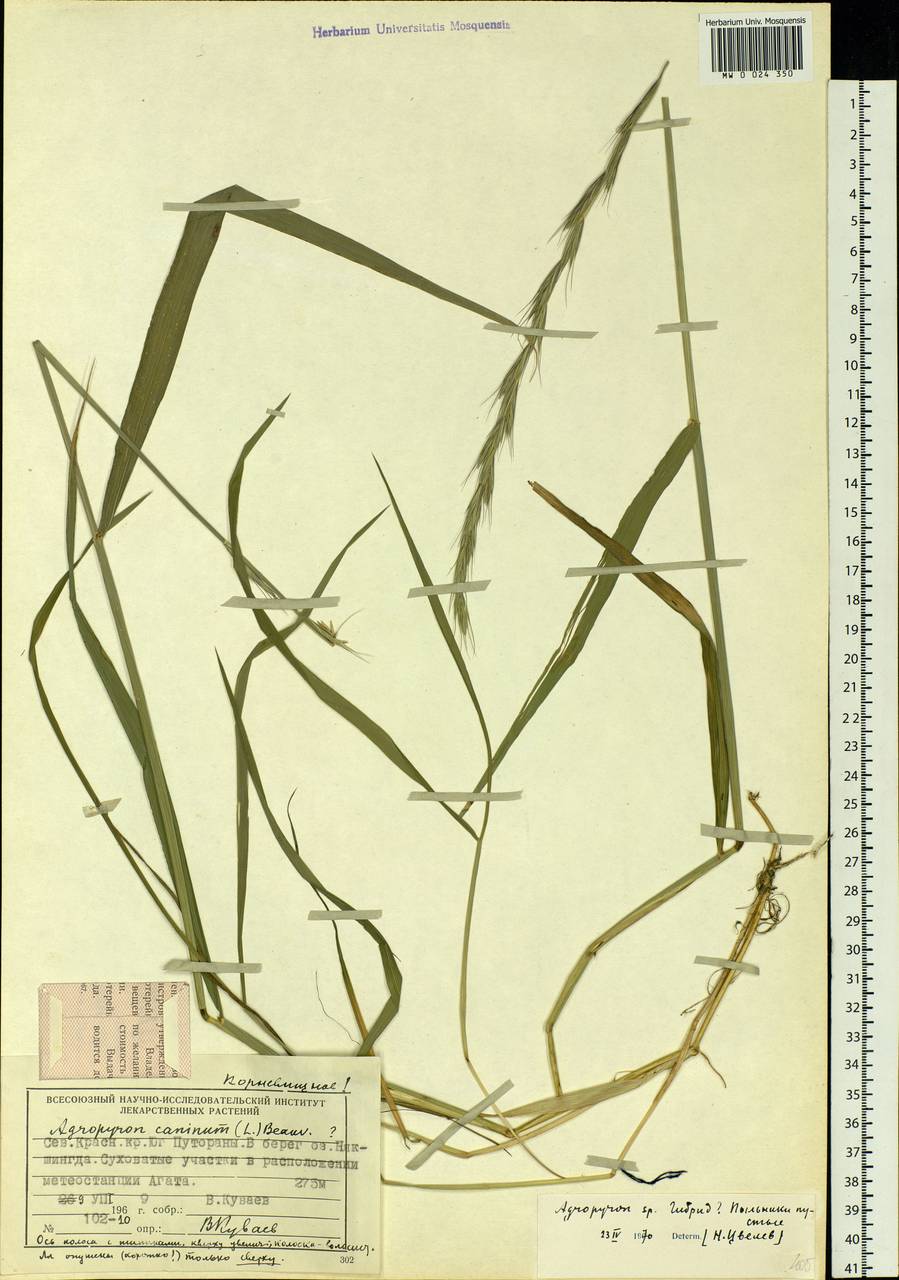 Elymus caninus (L.) L., Siberia, Central Siberia (S3) (Russia)
