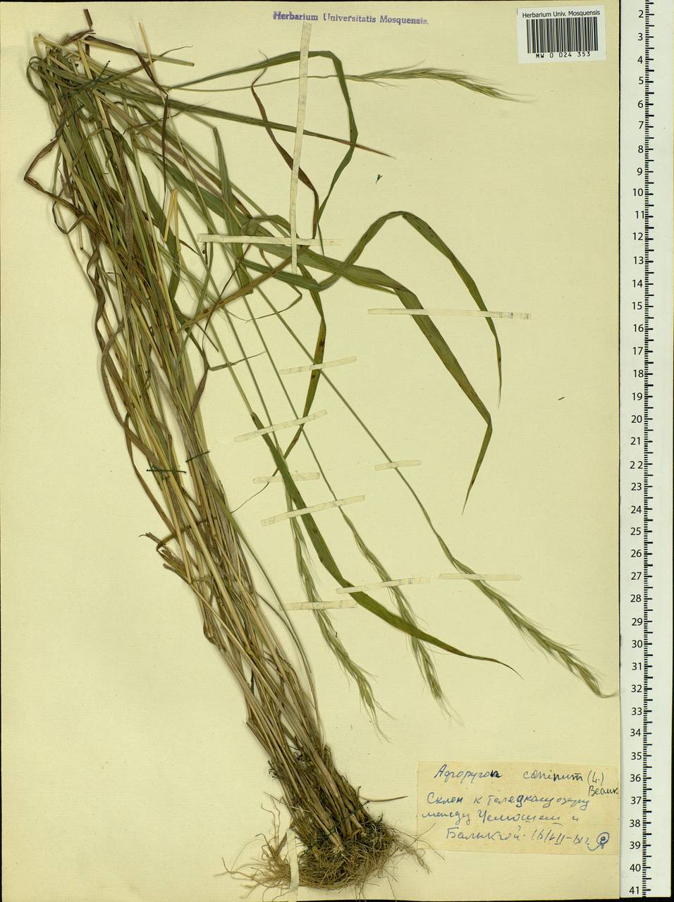 Elymus caninus (L.) L., Siberia, Altai & Sayany Mountains (S2) (Russia)