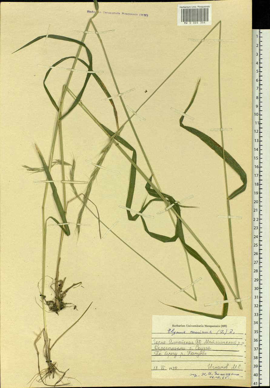 Elymus caninus (L.) L., Siberia, Altai & Sayany Mountains (S2) (Russia)