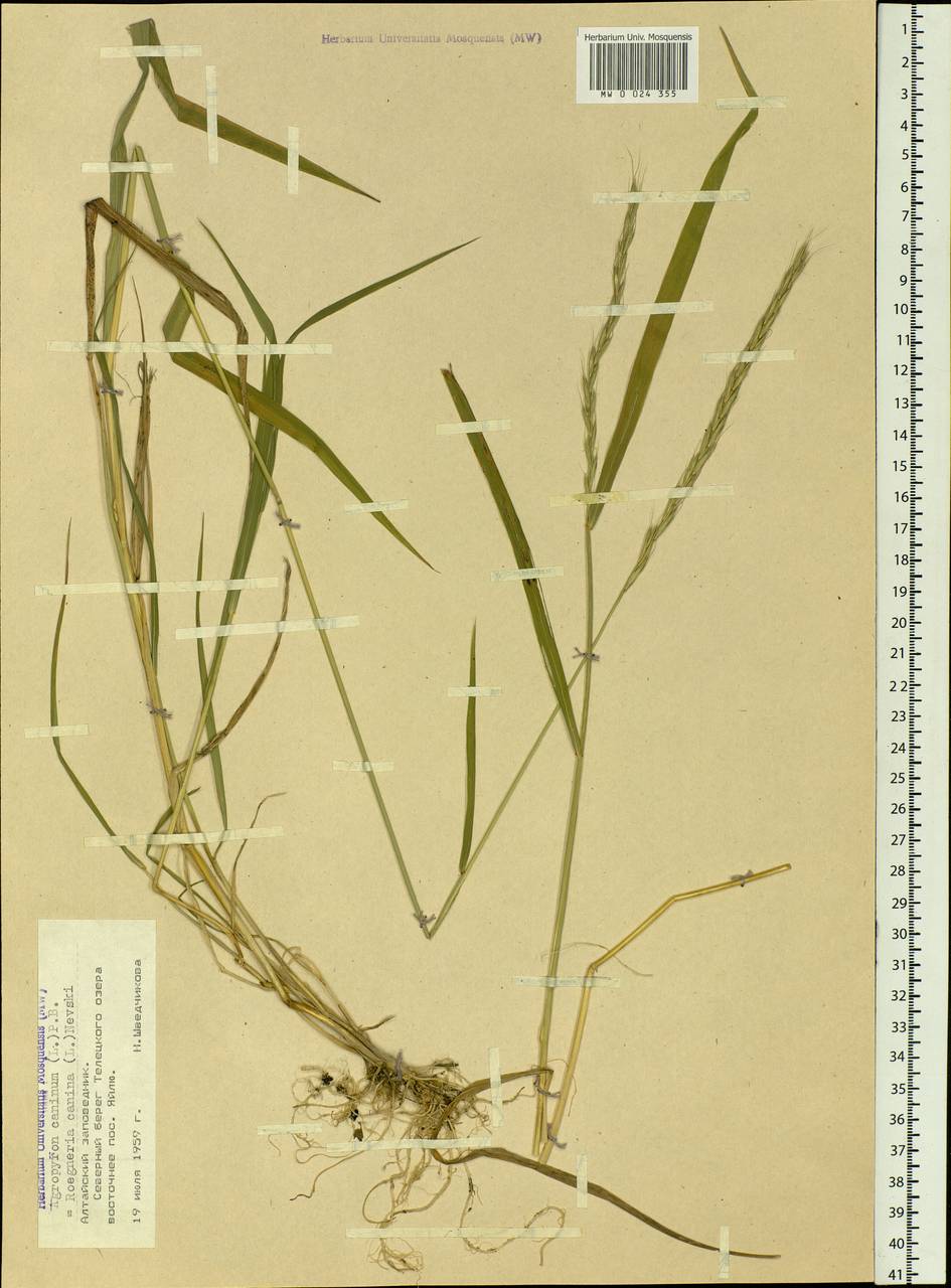 Elymus caninus (L.) L., Siberia, Altai & Sayany Mountains (S2) (Russia)