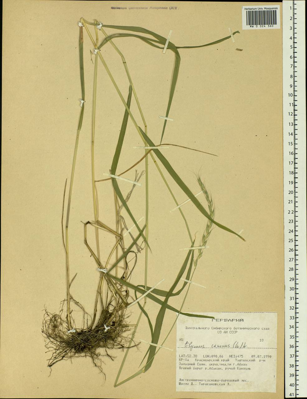 Elymus caninus (L.) L., Siberia, Altai & Sayany Mountains (S2) (Russia)