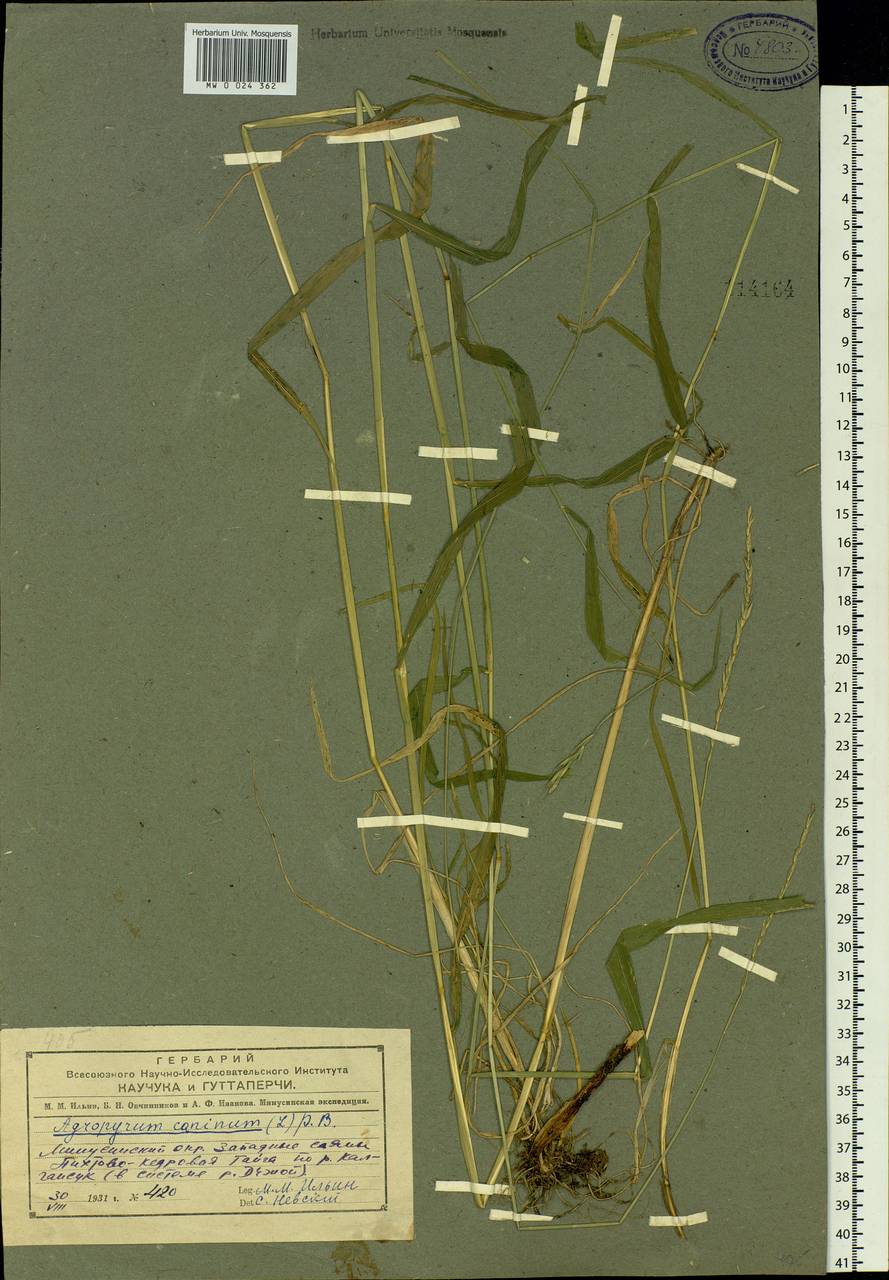 Elymus caninus (L.) L., Siberia, Altai & Sayany Mountains (S2) (Russia)