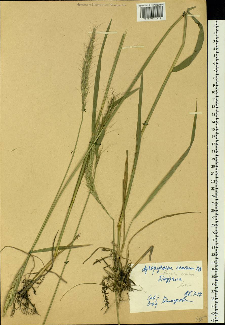 Elymus caninus (L.) L., Siberia, Altai & Sayany Mountains (S2) (Russia)