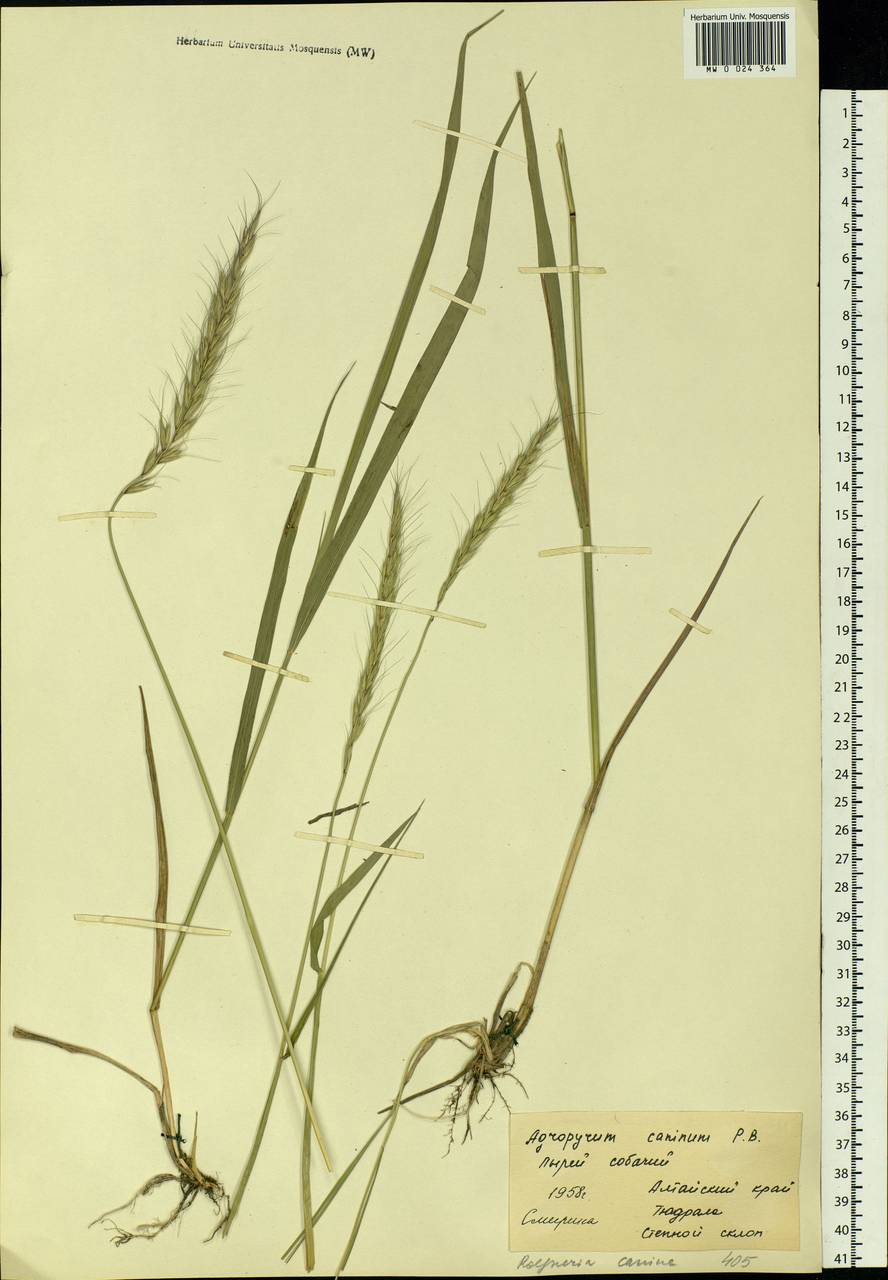 Elymus caninus (L.) L., Siberia, Altai & Sayany Mountains (S2) (Russia)