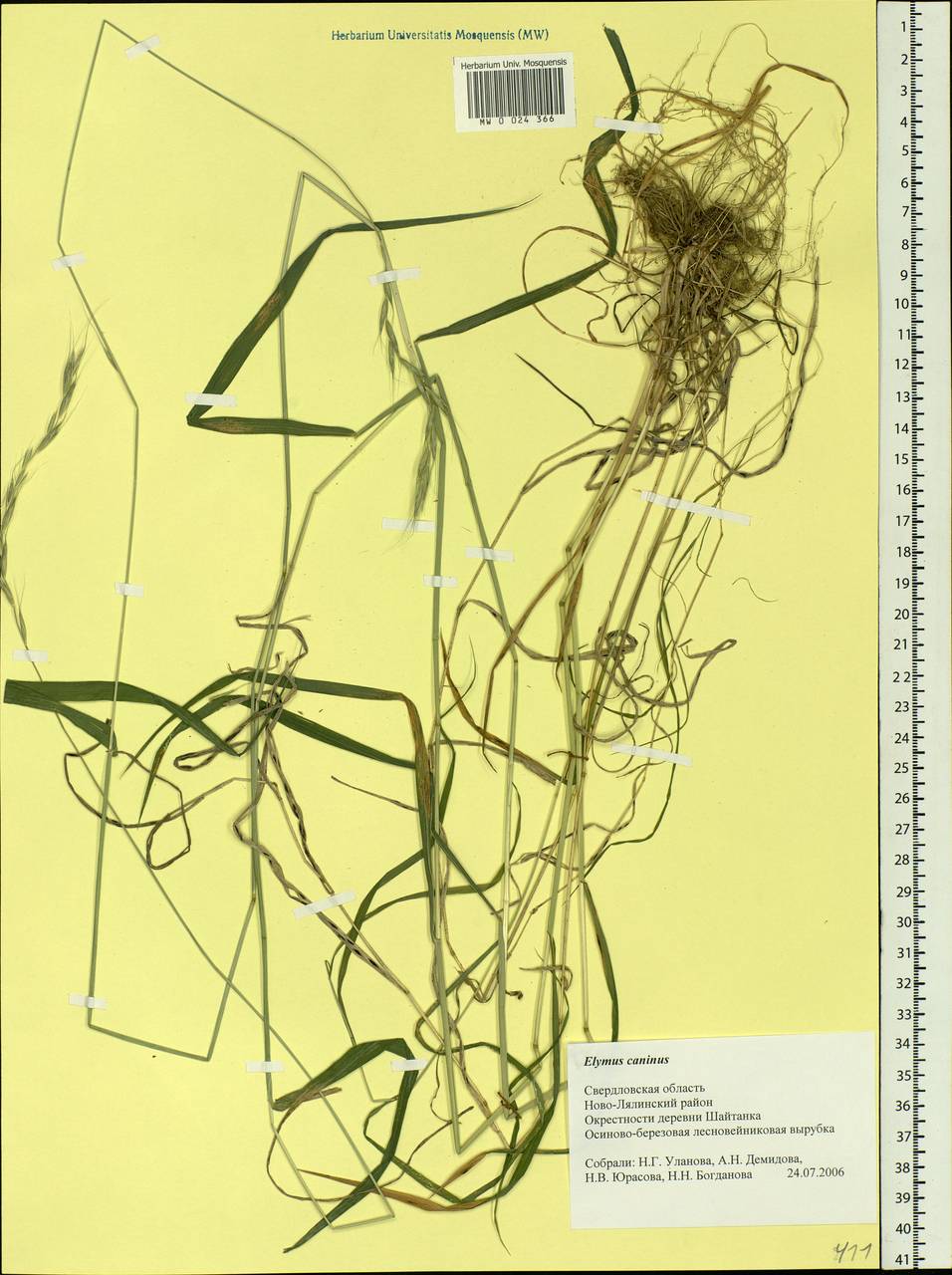 Elymus caninus (L.) L., Eastern Europe, Eastern region (E10) (Russia)