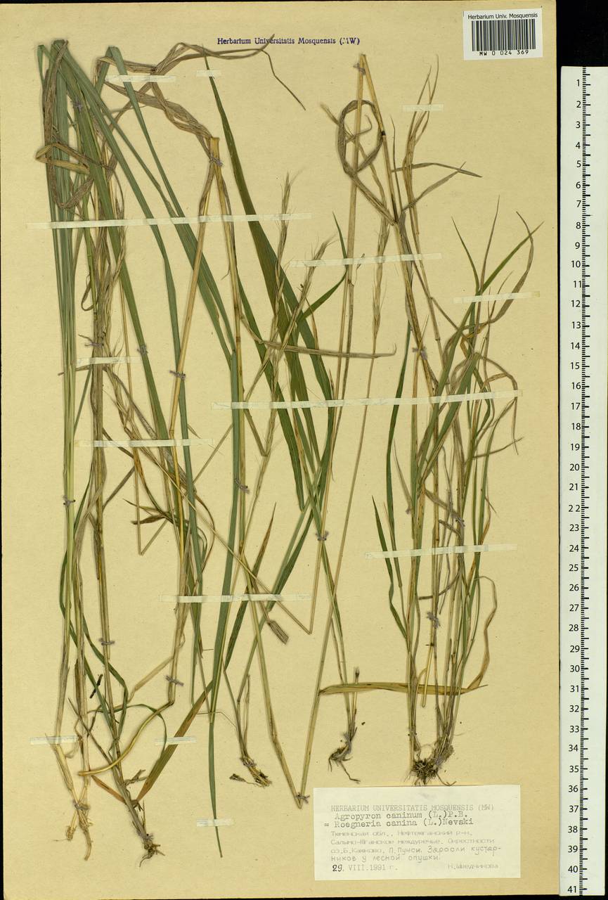 Elymus caninus (L.) L., Siberia, Western Siberia (S1) (Russia)