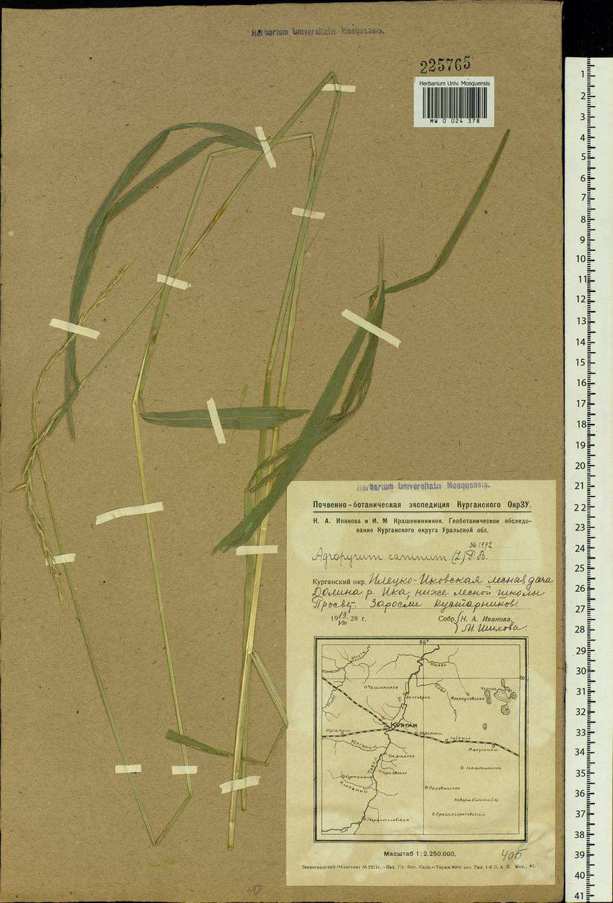 Elymus caninus (L.) L., Siberia, Western Siberia (S1) (Russia)