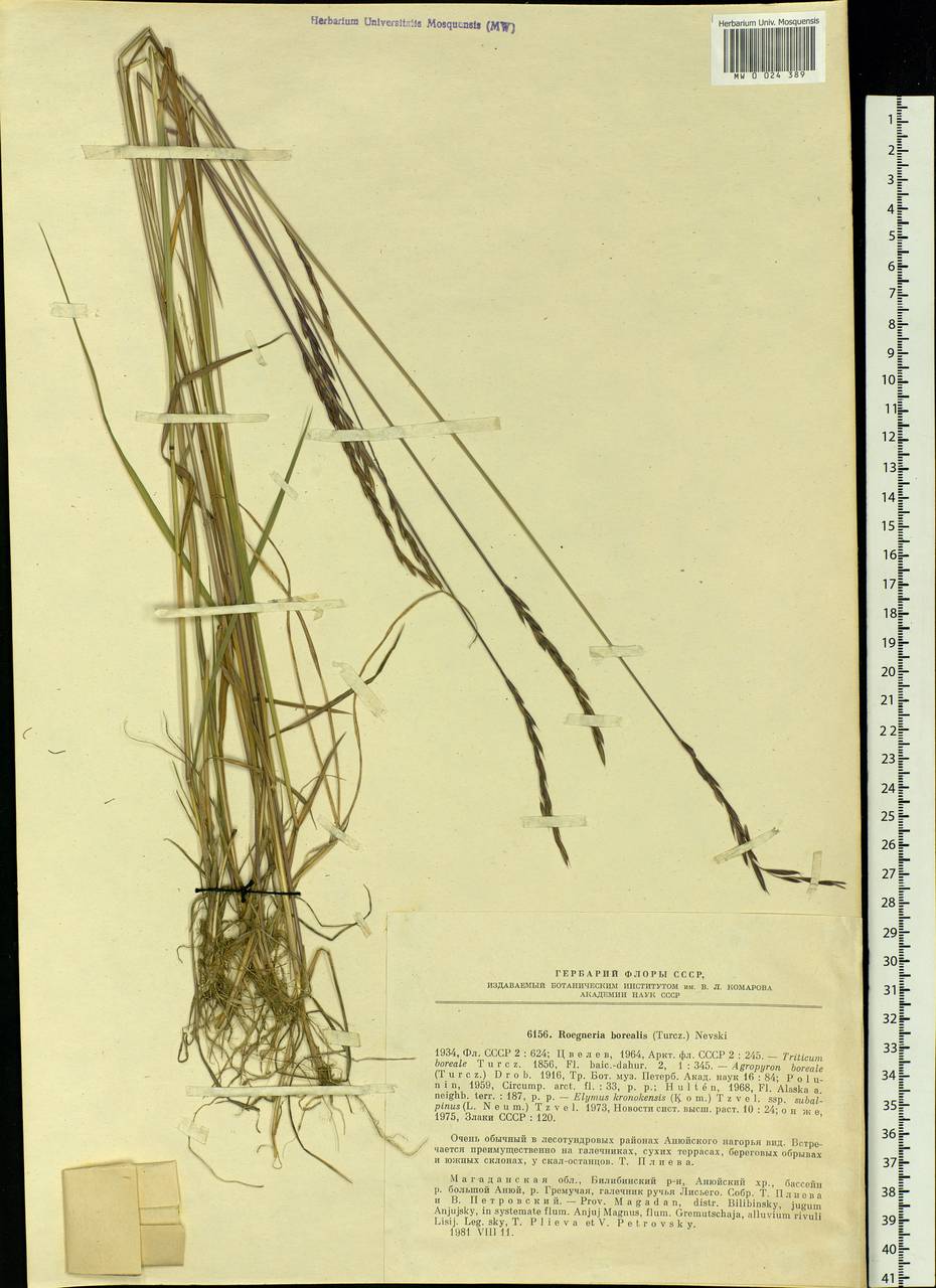 Elymus macrourus (Turcz.) Tzvelev, Siberia, Chukotka & Kamchatka (S7) (Russia)