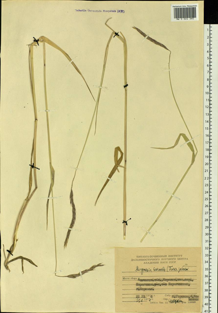 Elymus macrourus (Turcz.) Tzvelev, Siberia, Chukotka & Kamchatka (S7) (Russia)