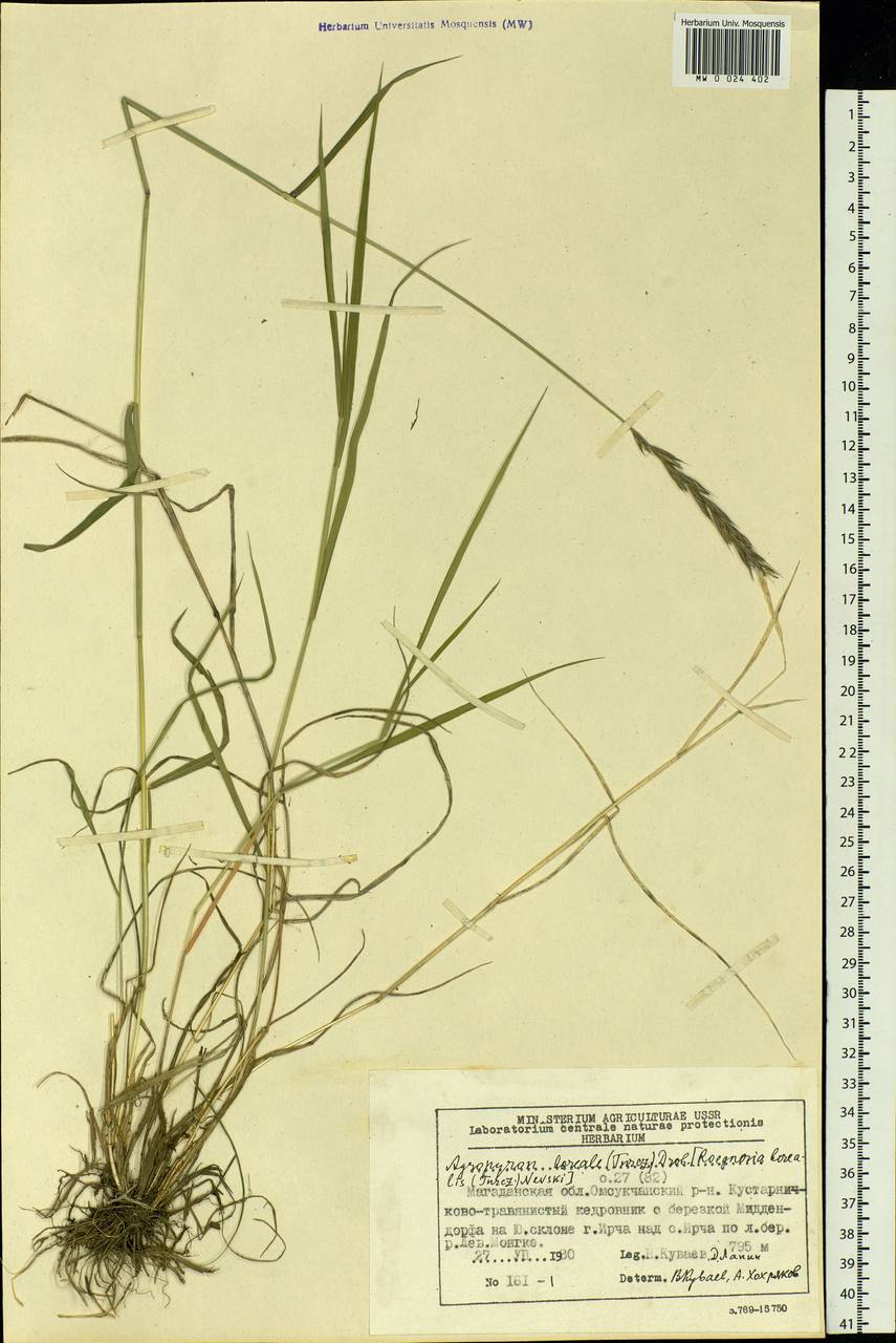 Elymus macrourus (Turcz.) Tzvelev, Siberia, Chukotka & Kamchatka (S7) (Russia)