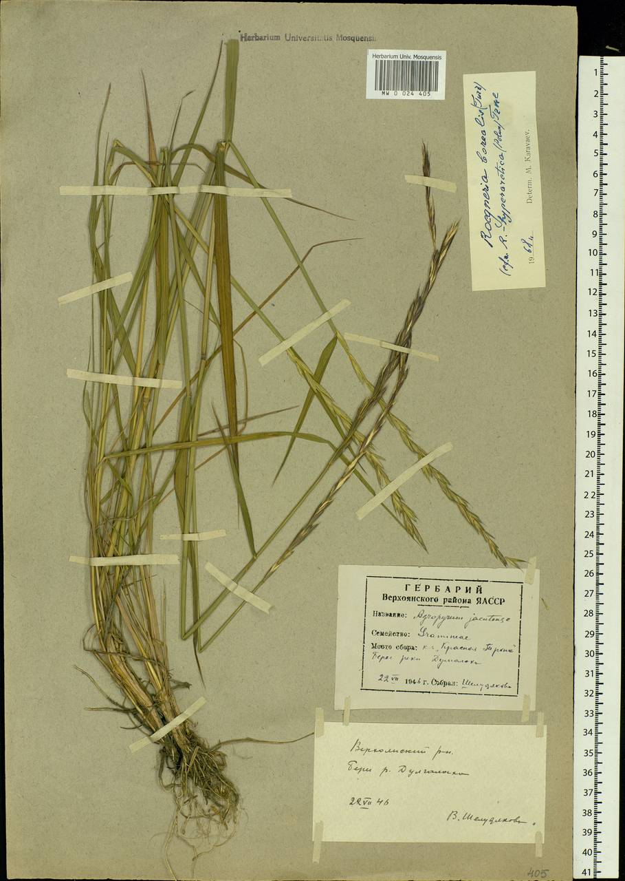 Elymus macrourus (Turcz. ex Steud.) Tzvelev, Siberia, Yakutia (S5) (Russia)