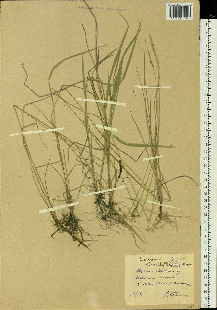 Elymus macrourus (Turcz.) Tzvelev, Siberia, Yakutia (S5) (Russia)