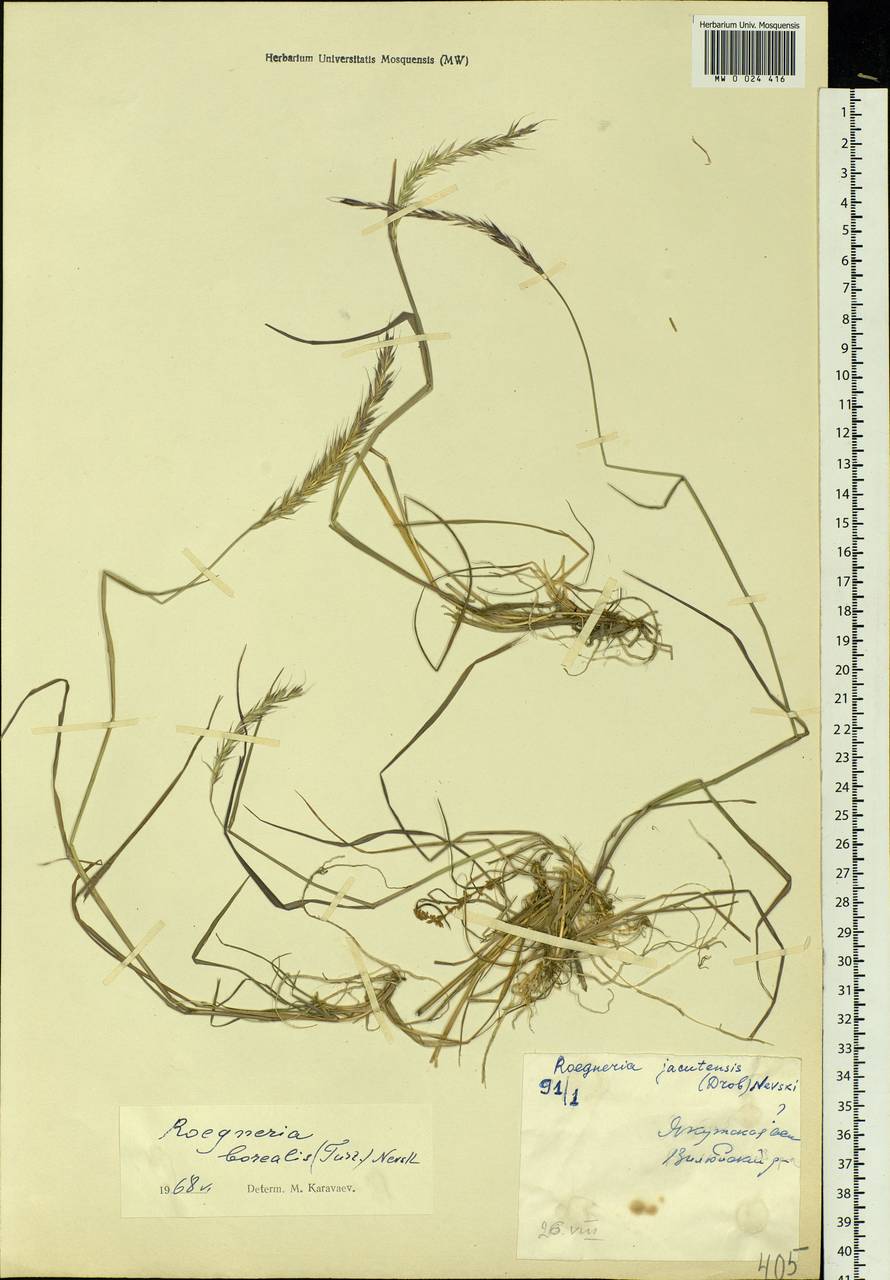 Elymus macrourus (Turcz.) Tzvelev, Siberia, Yakutia (S5) (Russia)