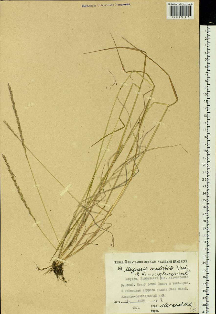 Elymus macrourus (Turcz.) Tzvelev, Siberia, Yakutia (S5) (Russia)