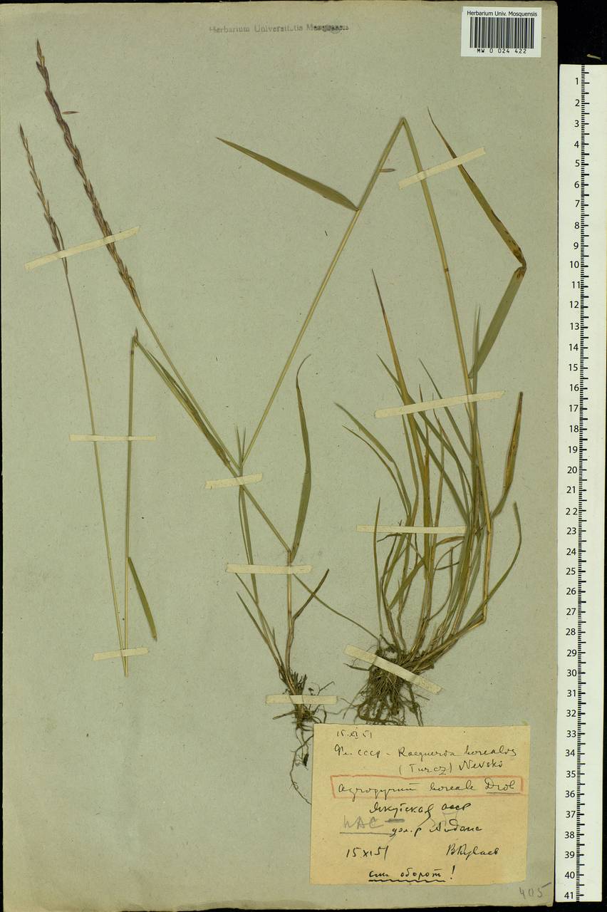 Elymus macrourus (Turcz.) Tzvelev, Siberia, Yakutia (S5) (Russia)