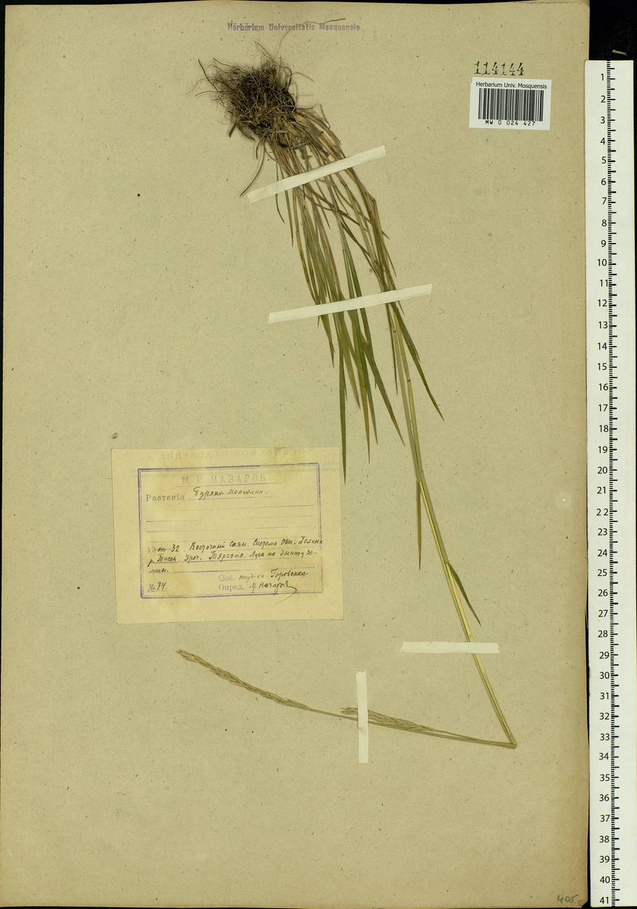 Elymus macrourus (Turcz.) Tzvelev, Siberia, Baikal & Transbaikal region (S4) (Russia)