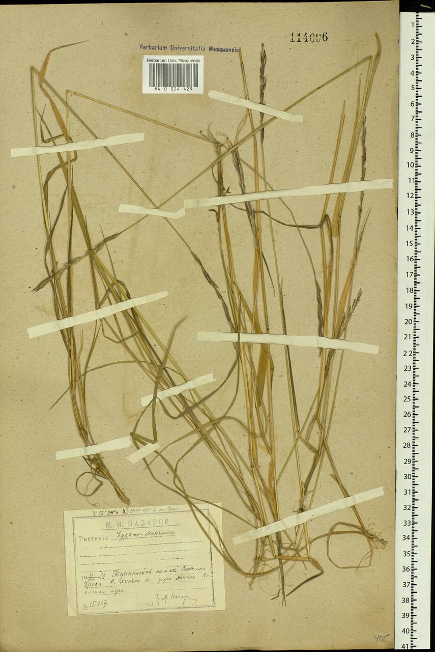 Elymus macrourus (Turcz.) Tzvelev, Siberia, Baikal & Transbaikal region (S4) (Russia)