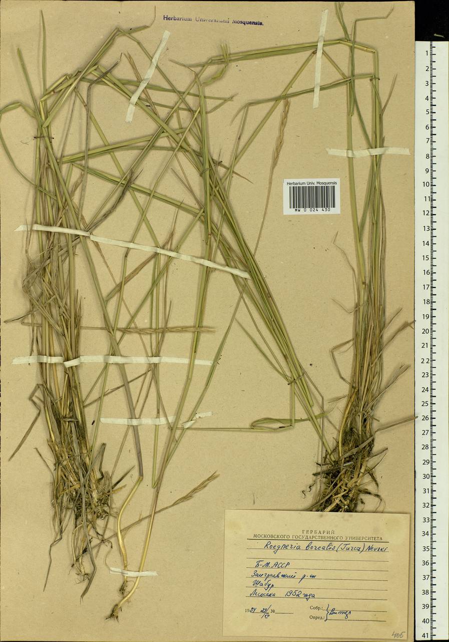 Elymus macrourus (Turcz. ex Steud.) Tzvelev, Siberia, Baikal & Transbaikal region (S4) (Russia)