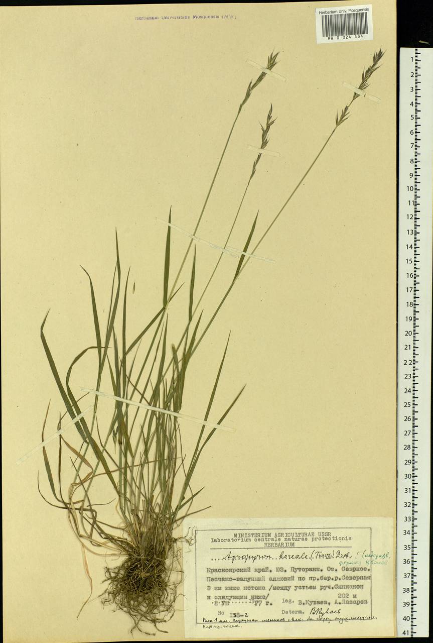 Elymus macrourus (Turcz.) Tzvelev, Siberia, Central Siberia (S3) (Russia)