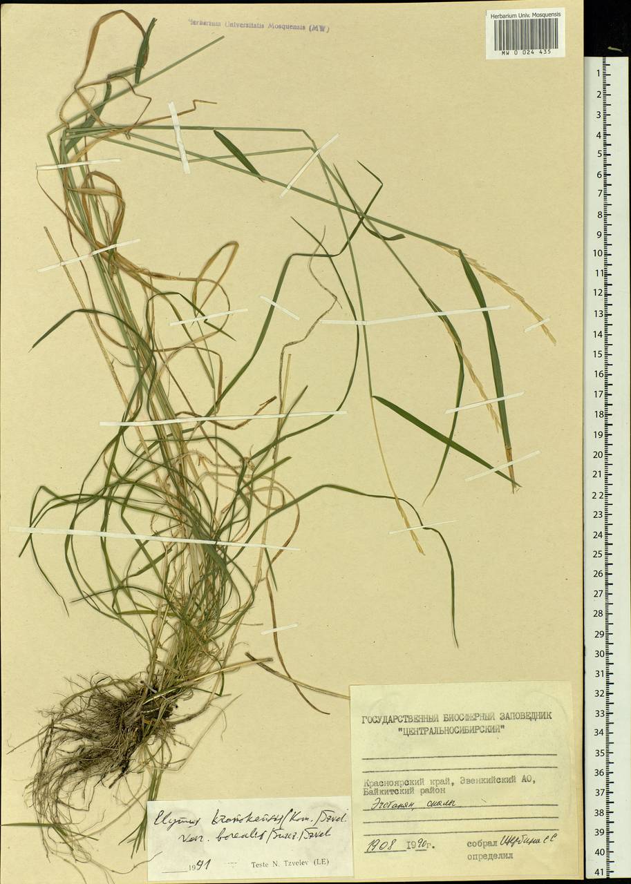 Elymus macrourus (Turcz.) Tzvelev, Siberia, Central Siberia (S3) (Russia)