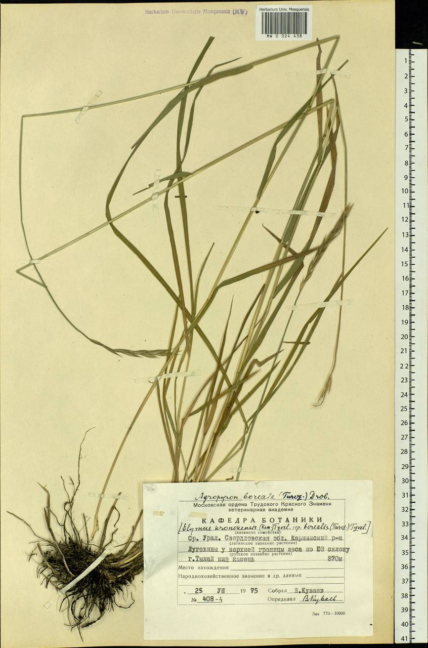 Elymus macrourus (Turcz.) Tzvelev, Eastern Europe, Eastern region (E10) (Russia)