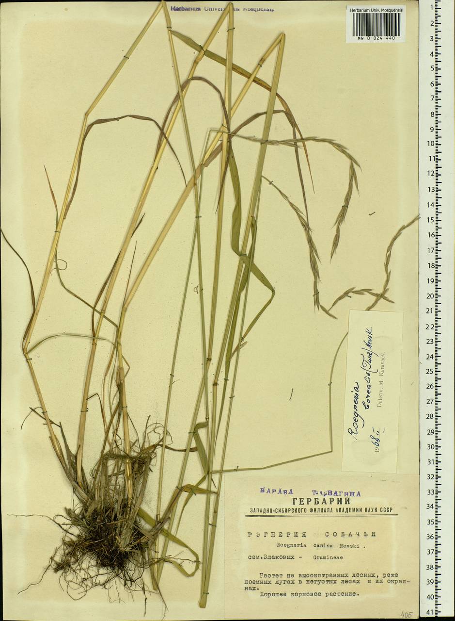 Elymus macrourus (Turcz.) Tzvelev, Siberia, Western Siberia (S1) (Russia)