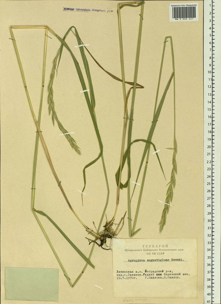 Elymus mutabilis (Drobow) Tzvelev, Siberia, Altai & Sayany Mountains (S2) (Russia)