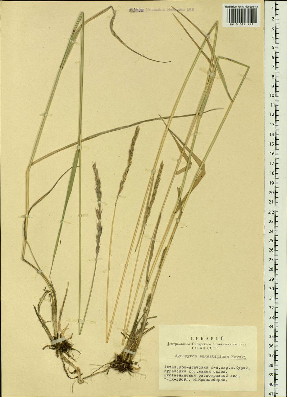 Elymus mutabilis (Drobow) Tzvelev, Siberia, Altai & Sayany Mountains (S2) (Russia)