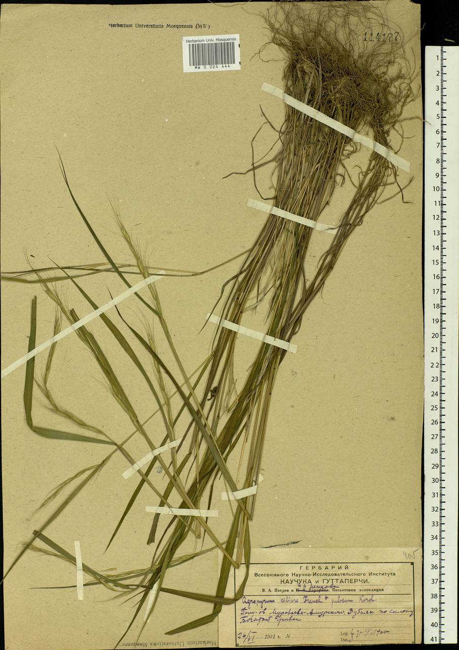 Elymus ciliaris (Trin.) Tzvelev, Siberia, Russian Far East (S6) (Russia)