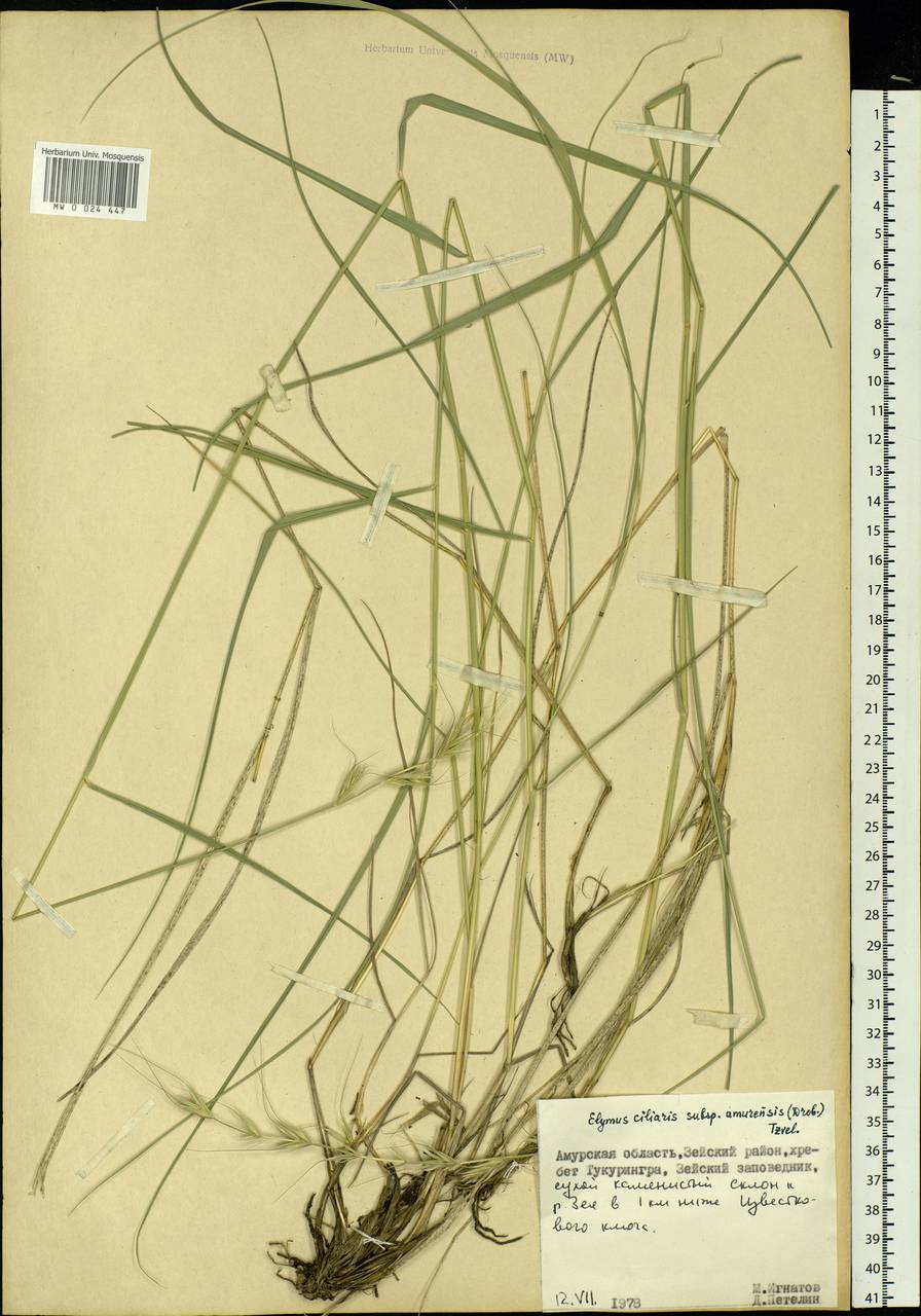 Elymus ciliaris (Trin.) Tzvelev, Siberia, Russian Far East (S6) (Russia)