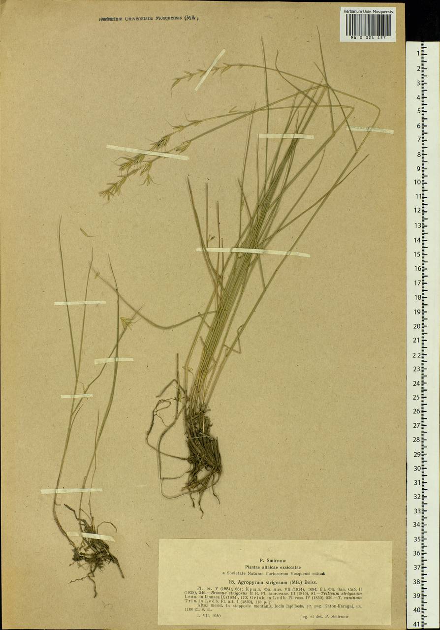 Elymus reflexiaristatus subsp. reflexiaristatus, Siberia, Western (Kazakhstan) Altai Mountains (S2a) (Kazakhstan)