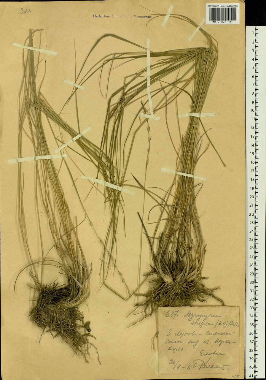Elymus reflexiaristatus subsp. reflexiaristatus, Siberia, Western (Kazakhstan) Altai Mountains (S2a) (Kazakhstan)