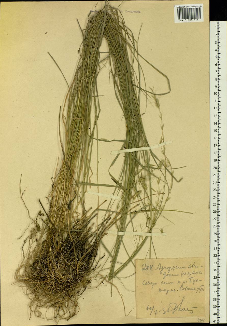 Elymus reflexiaristatus subsp. reflexiaristatus, Siberia, Western (Kazakhstan) Altai Mountains (S2a) (Kazakhstan)