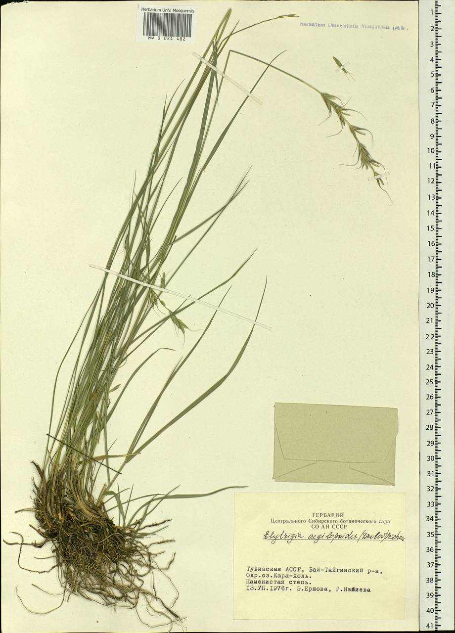 Elymus reflexiaristatus subsp. reflexiaristatus, Siberia, Altai & Sayany Mountains (S2) (Russia)