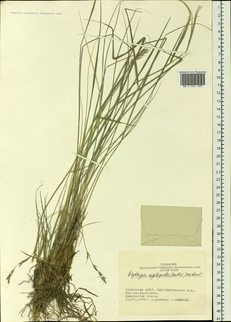 Elymus reflexiaristatus subsp. reflexiaristatus, Siberia, Altai & Sayany Mountains (S2) (Russia)