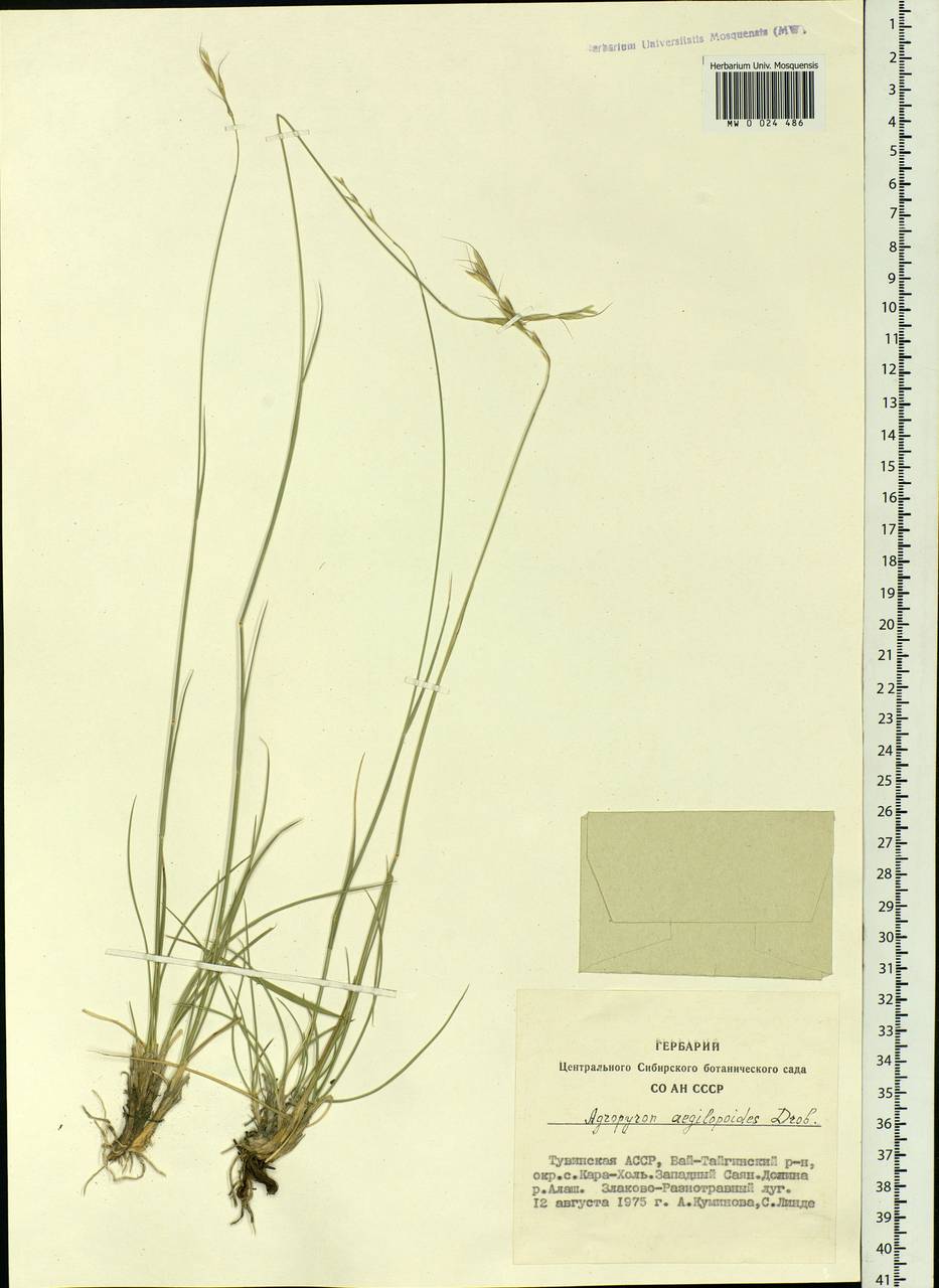 Elymus reflexiaristatus subsp. reflexiaristatus, Siberia, Altai & Sayany Mountains (S2) (Russia)