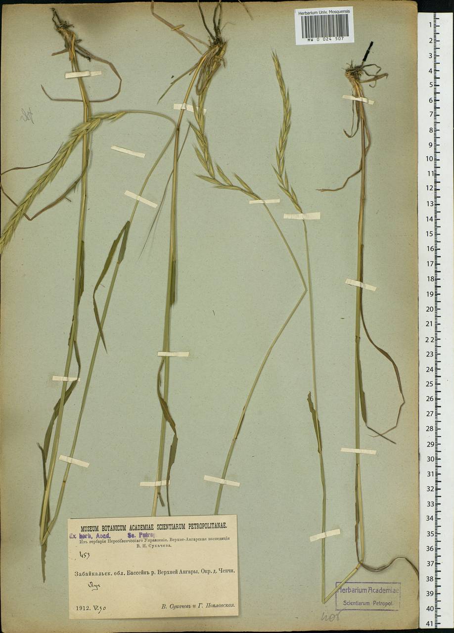 Agropyron, Siberia, Baikal & Transbaikal region (S4) (Russia)