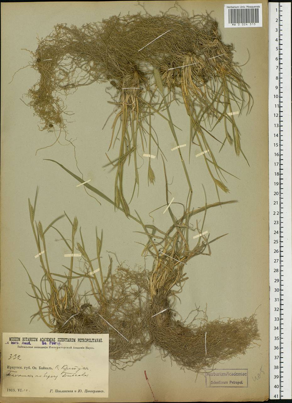 Agropyron, Siberia, Baikal & Transbaikal region (S4) (Russia)