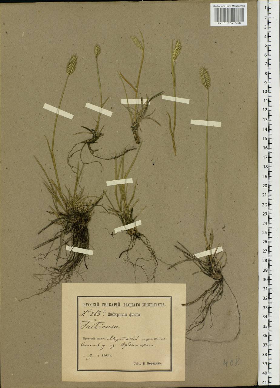 Agropyron, Siberia, Baikal & Transbaikal region (S4) (Russia)
