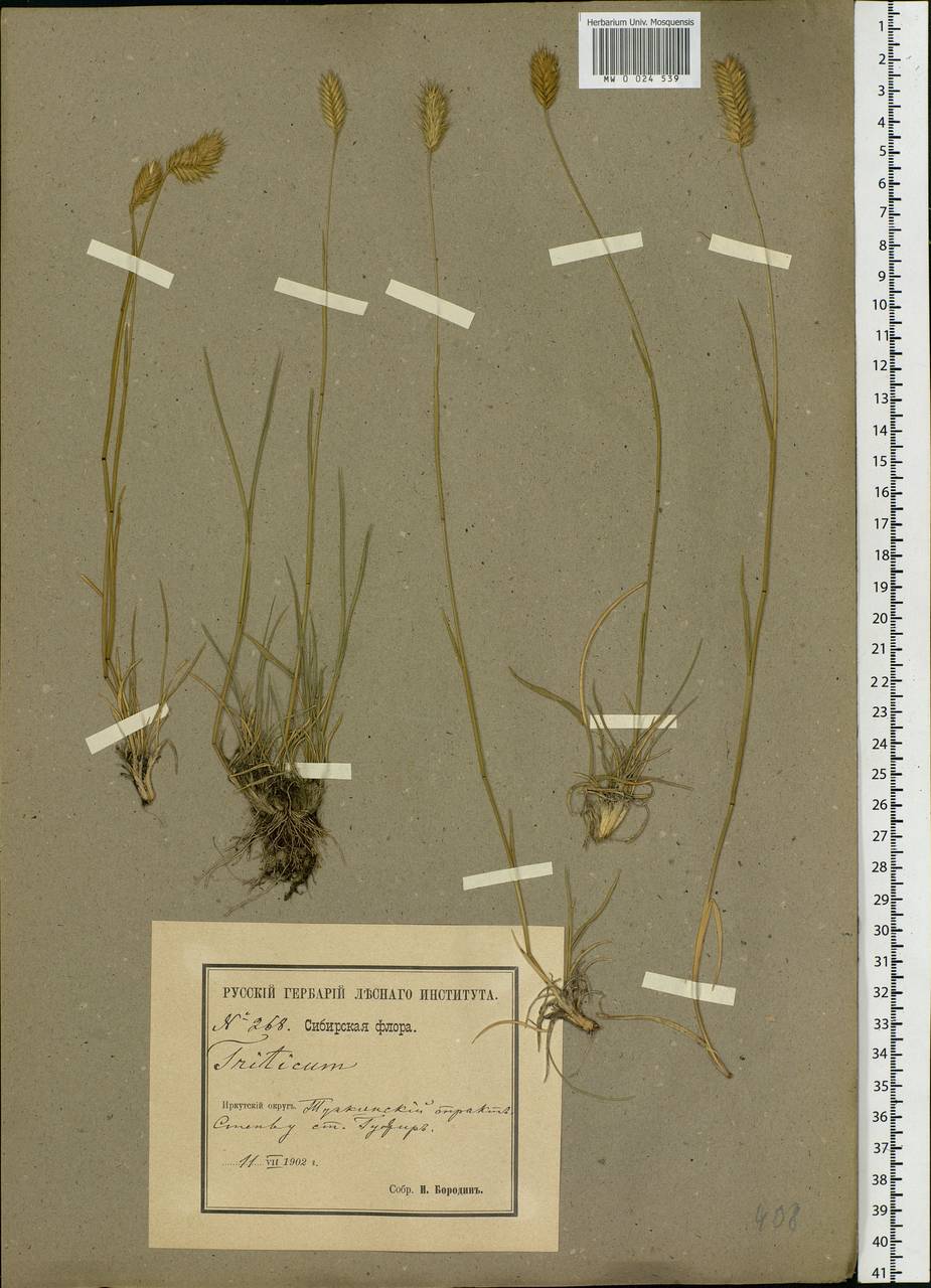 Agropyron, Siberia, Baikal & Transbaikal region (S4) (Russia)