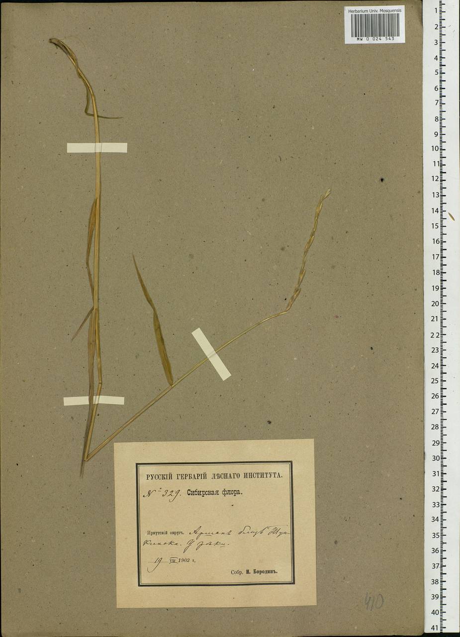 Agropyron, Siberia, Baikal & Transbaikal region (S4) (Russia)
