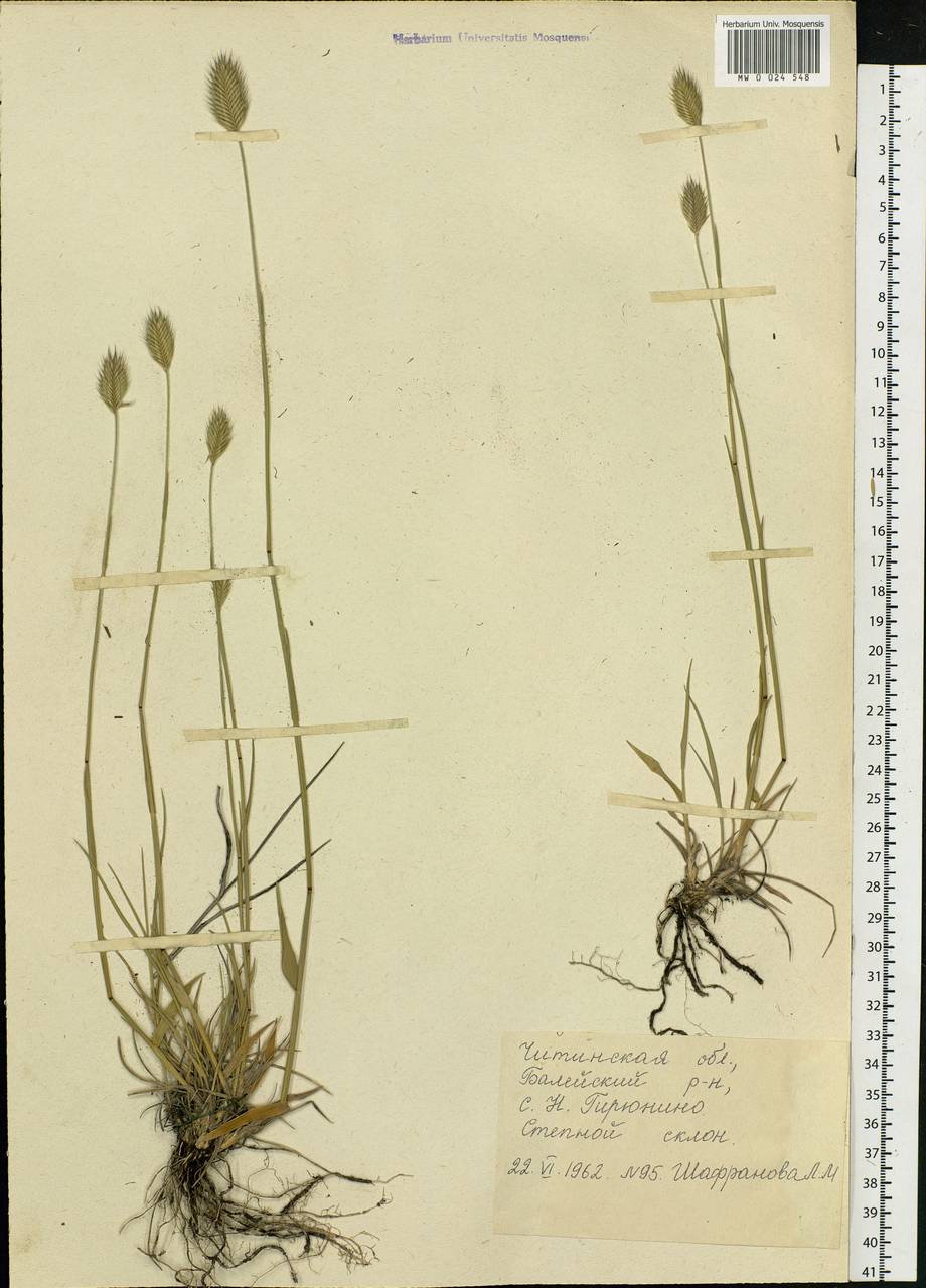 Agropyron, Siberia, Baikal & Transbaikal region (S4) (Russia)