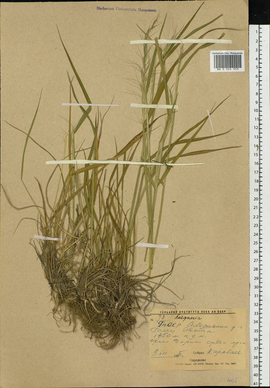 Agropyron, Siberia, Yakutia (S5) (Russia)