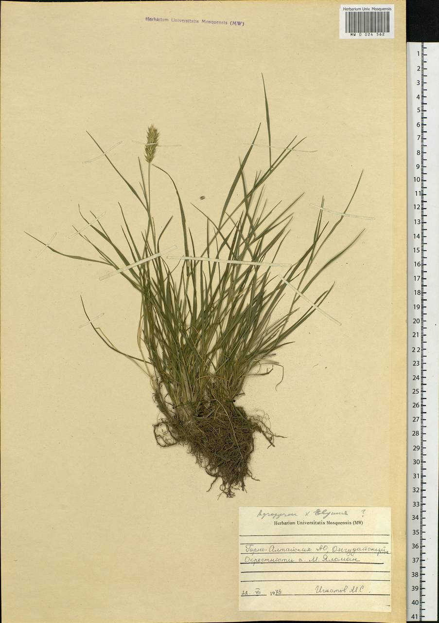 Agropyron, Siberia, Altai & Sayany Mountains (S2) (Russia)