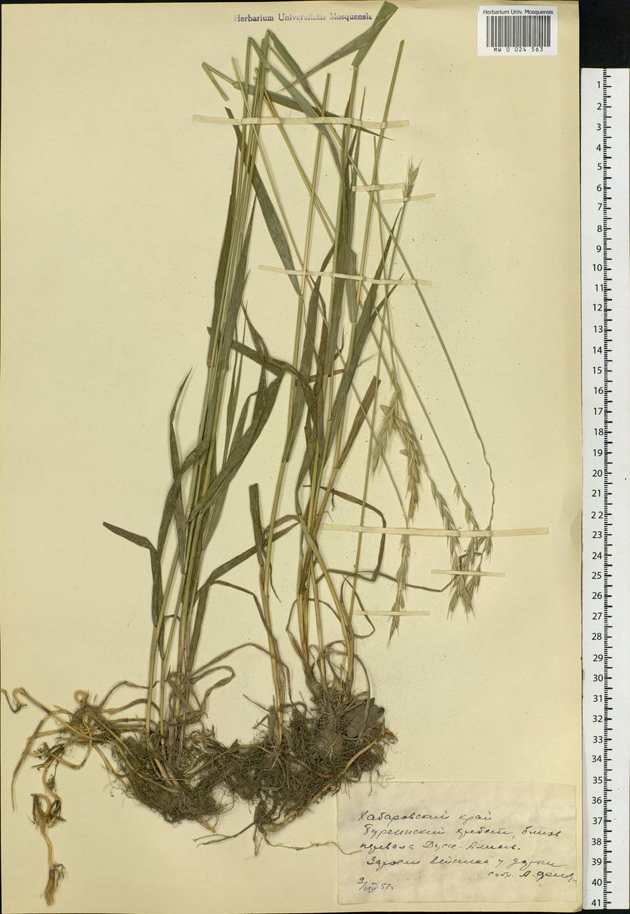 Agropyron, Siberia, Russian Far East (S6) (Russia)